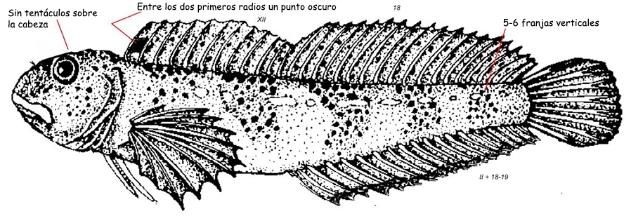 Lipophrys pholis_01.jpg